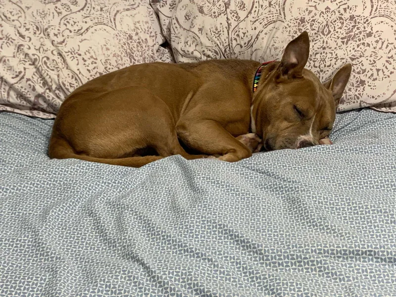 Meatball thumbnail 4