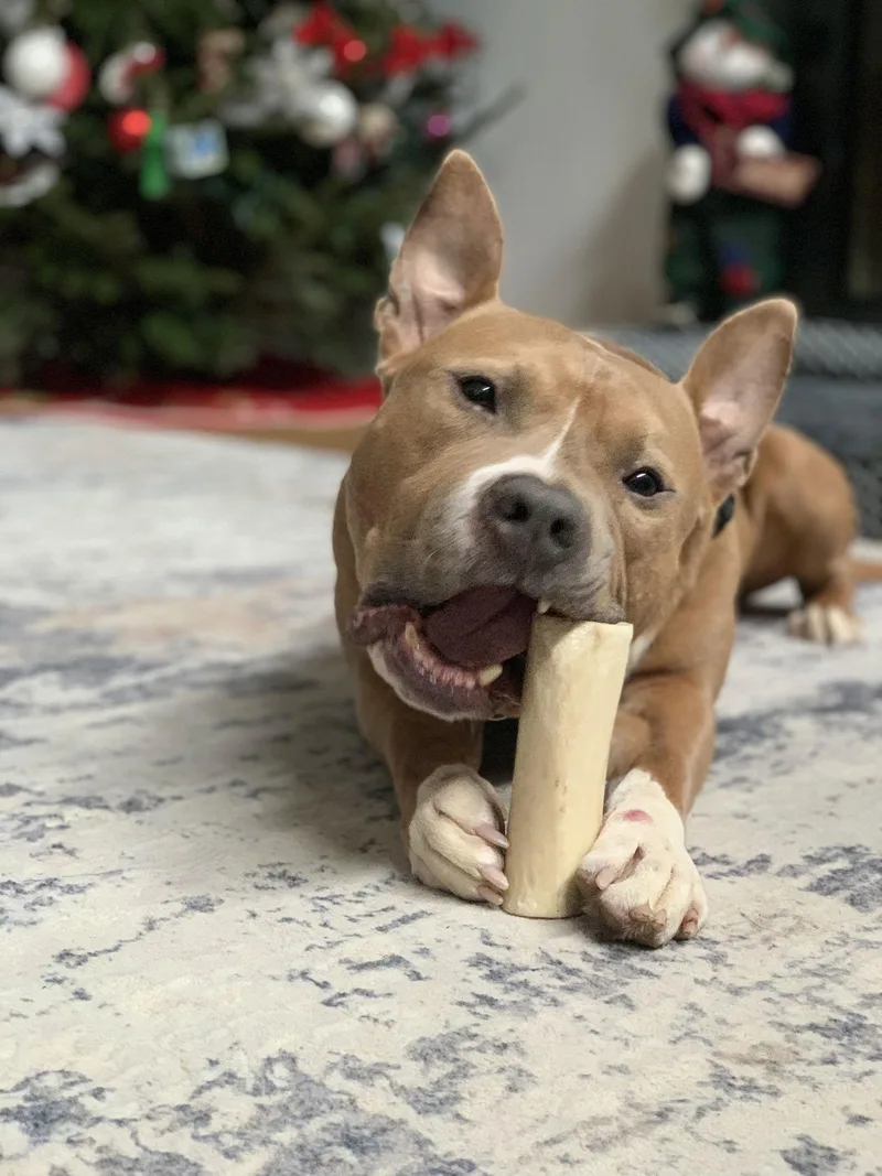 Meatball thumbnail 5