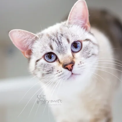 An adult medium-sized female Domestic Short Hair cat named Gigi for adoption in Reisterstown, MD