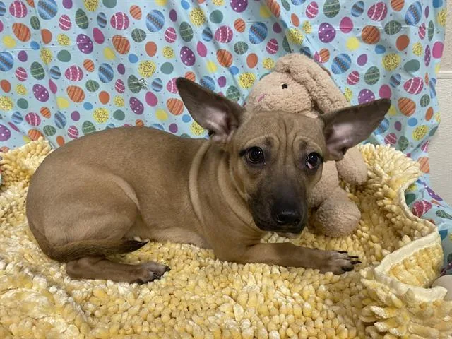 A young small-sized female Chihuahua dog named Nutmeg for adoption in Modesto, CA
