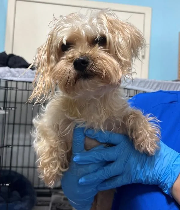An adult small-sized female Yorkshire Terrier dog named Rosie for adoption in Dallas, GA