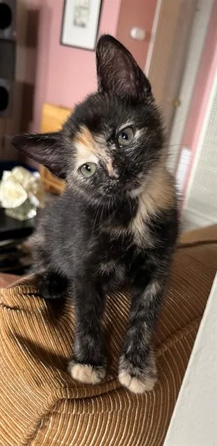 Ladybug