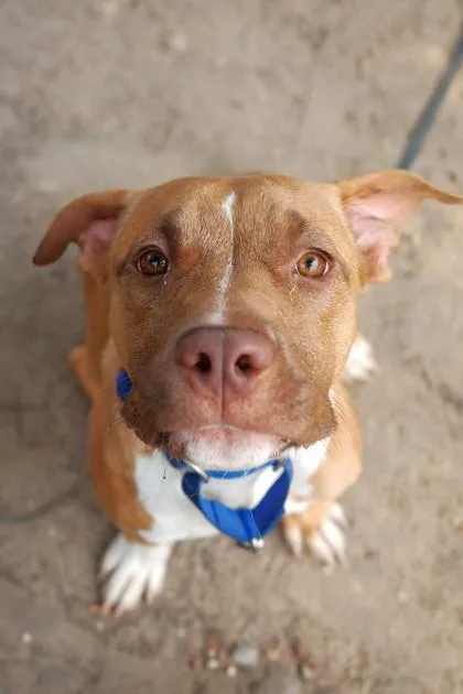 An adult medium-sized male Mixed Breed dog named Odie for adoption in West Chester, PA