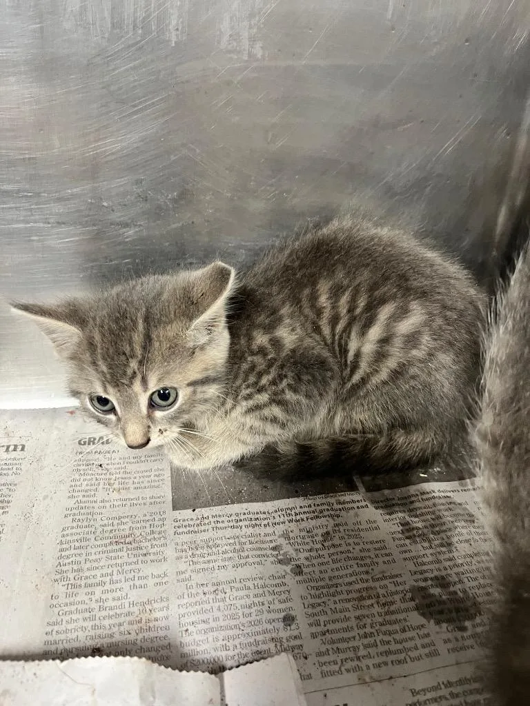 A baby small-sized female Domestic Short Hair cat named Misty for adoption in Hopkinsville, KY