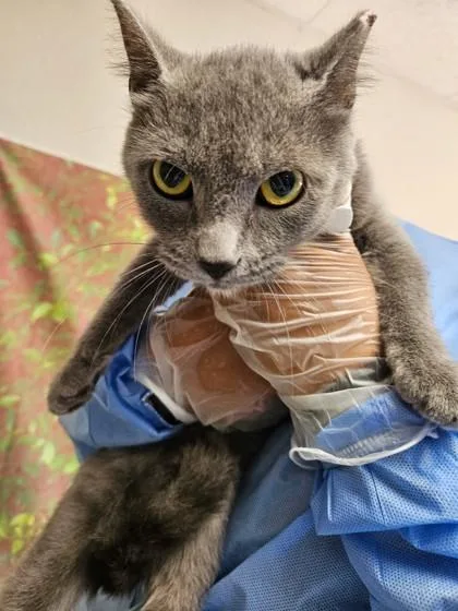 An adult medium-sized female Domestic Short Hair cat named Roma for adoption in San Antonio, TX