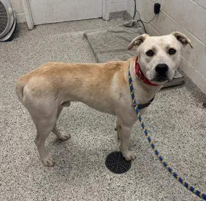 An adult large-sized male White / Cream Mixed Breed dog named Bomboloni for adoption in Kansas City, MO