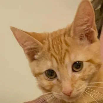 A young medium-sized male Orange / Red Domestic Short Hair cat named Parrot for adoption in Boston, MA