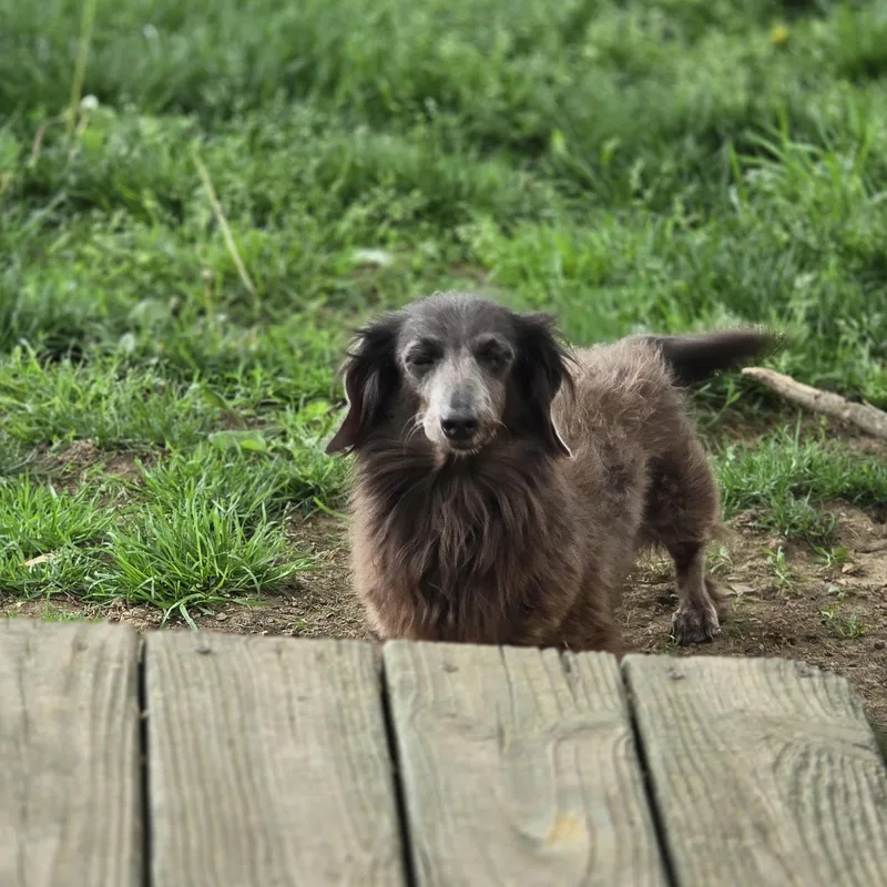 A senior small-sized male Dachshund (Long Haired) dog named Turbo for adoption in New York, NY