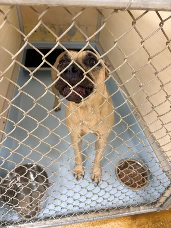 An adult large-sized female Yellow / Tan / Blond / Fawn Mixed Breed dog named Golden Roses for adoption in Cincinnati, OH