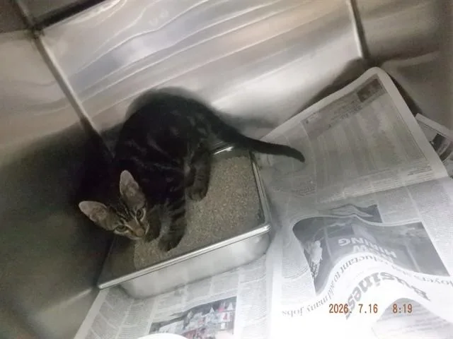 A baby small-sized male Domestic Short Hair cat named Hyde for adoption in Oroville, CA