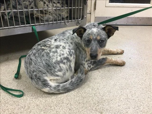 A young medium-sized female Australian Cattle Dog / Blue Heeler dog named Sunkist for adoption in Riverside, CA