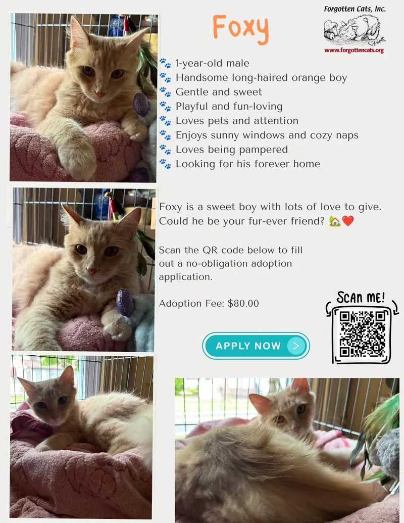 A young medium-sized male Orange & White Tabby cat named Foxy: DMH for adoption in Greenville, DE