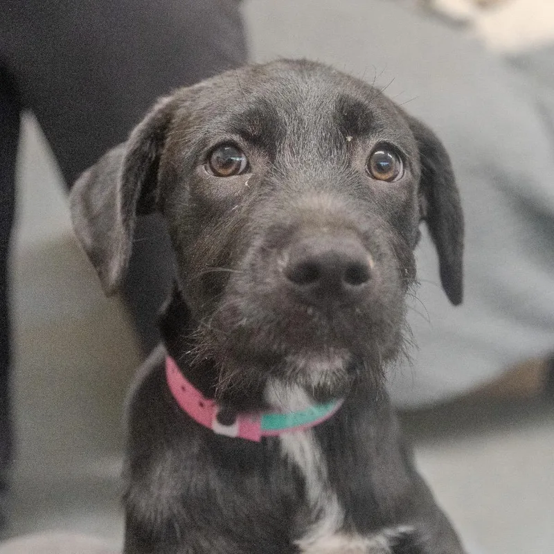 A baby medium-sized female Black Labrador Retriever dog named LuLu for adoption in Pawling, NY