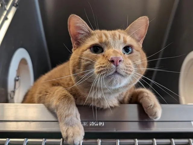 An adult small-sized male Domestic Short Hair cat named Milo for adoption in Camarillo, CA