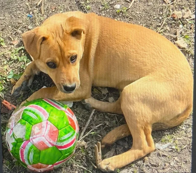 A baby medium-sized female Carolina Dog dog named Daisy for adoption in Magnolia, TX