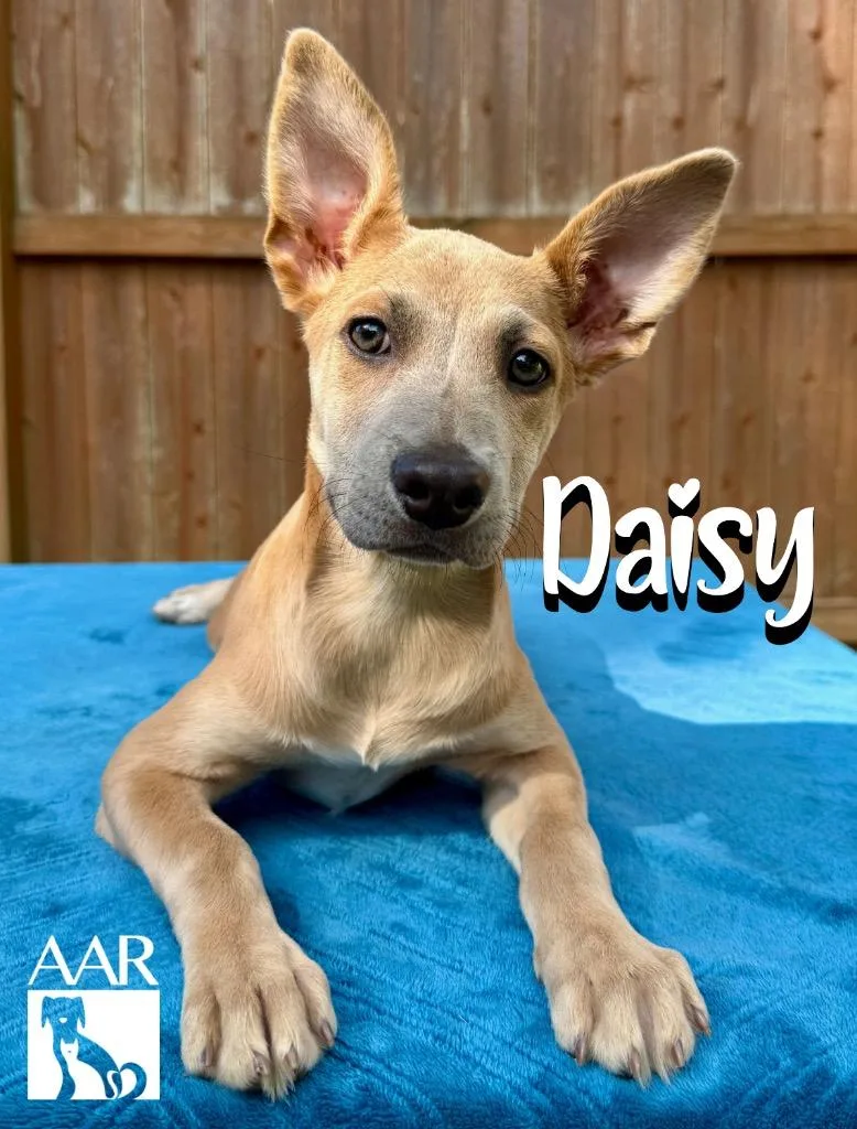 Daisy thumbnail 2