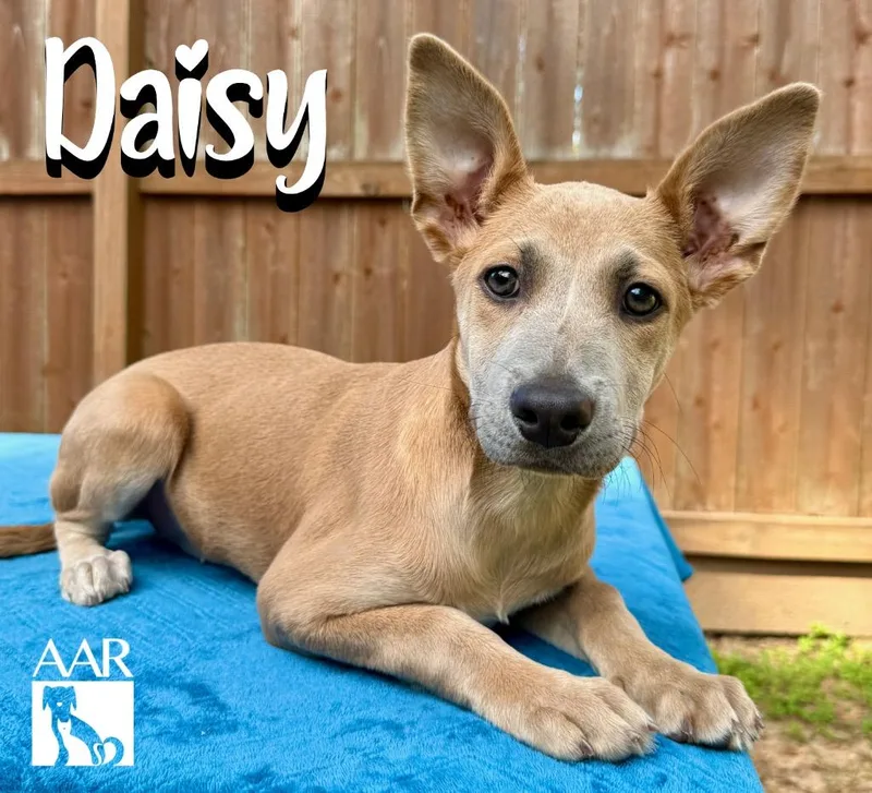 Daisy thumbnail 3