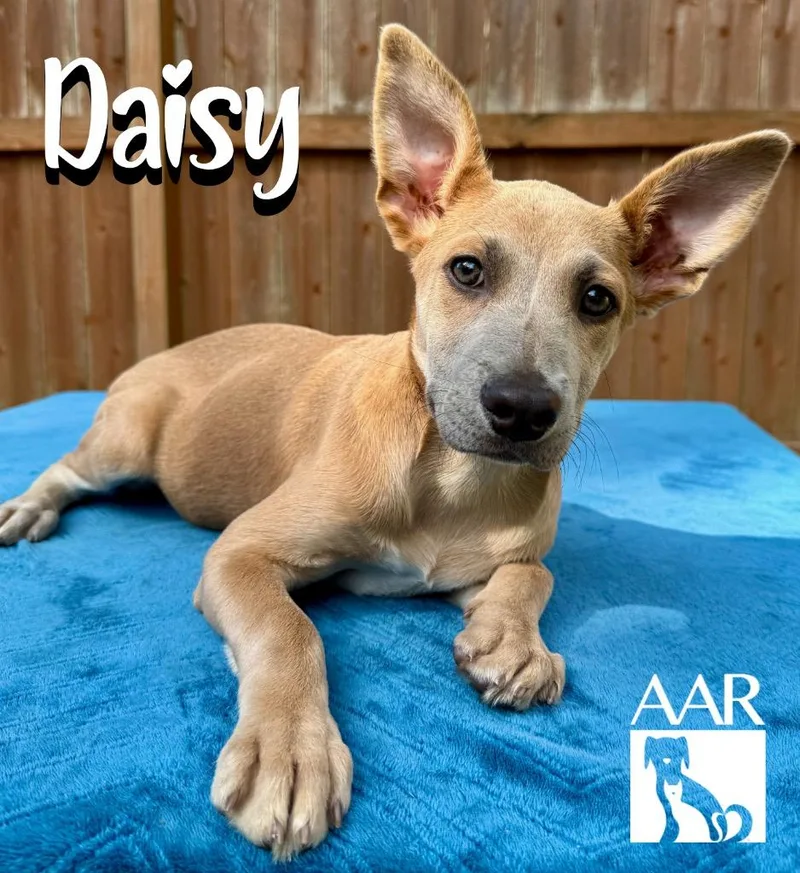 Daisy thumbnail 4