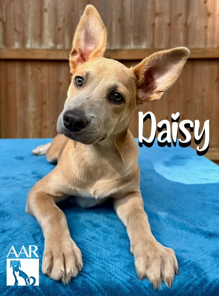 Daisy thumbnail 5