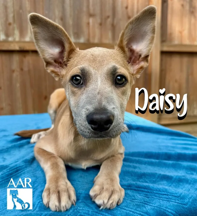 Daisy thumbnail 6