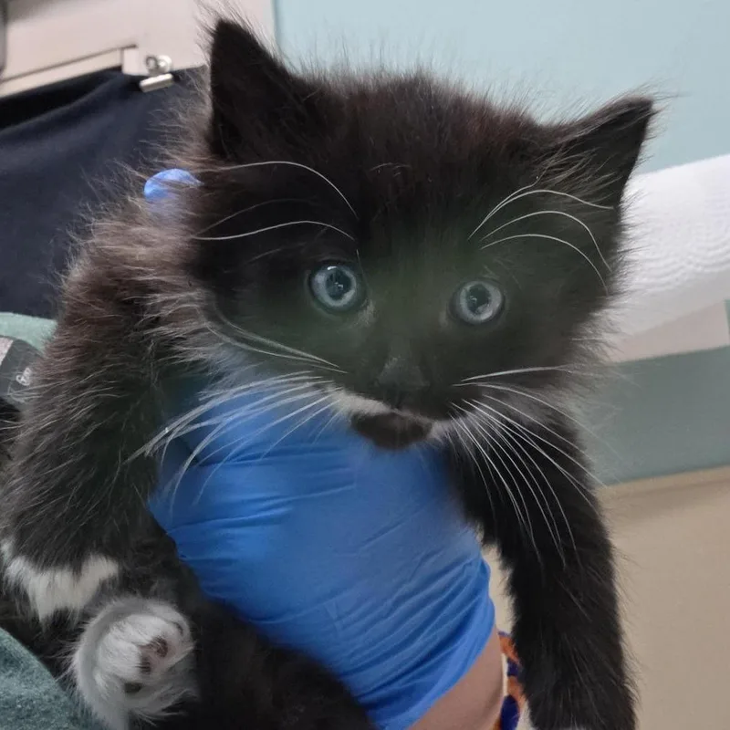 A baby small-sized male Black Domestic Long Hair cat named Neapolitan Dynamite for adoption in Tacoma, WA