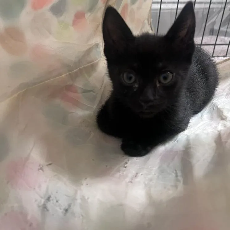 A baby small-sized male Domestic Short Hair cat named Casper for adoption in Woodstock, GA