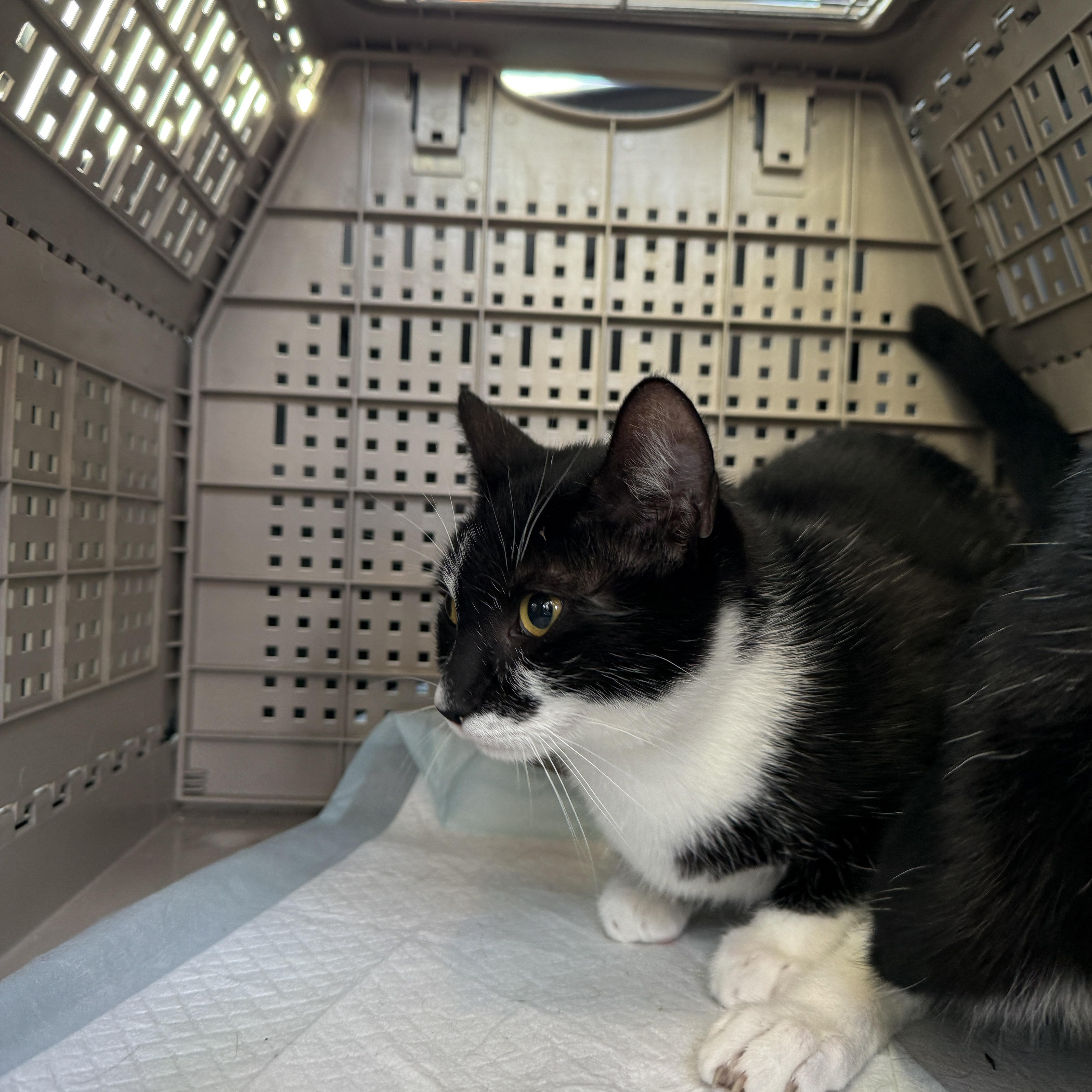 An adult medium-sized male Black & White / Tuxedo Domestic Short Hair cat named Mario or Luigi for adoption in Oceanside, CA