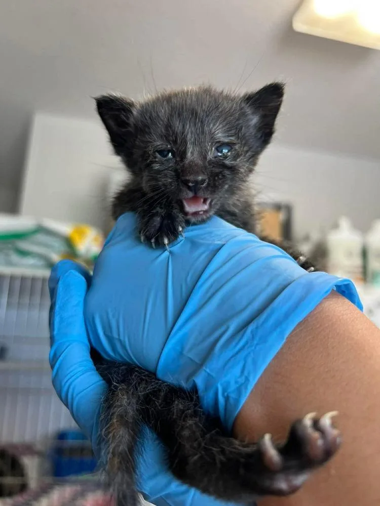 A baby medium-sized female Domestic Short Hair cat named Ginger for adoption in Bolivar, MO
