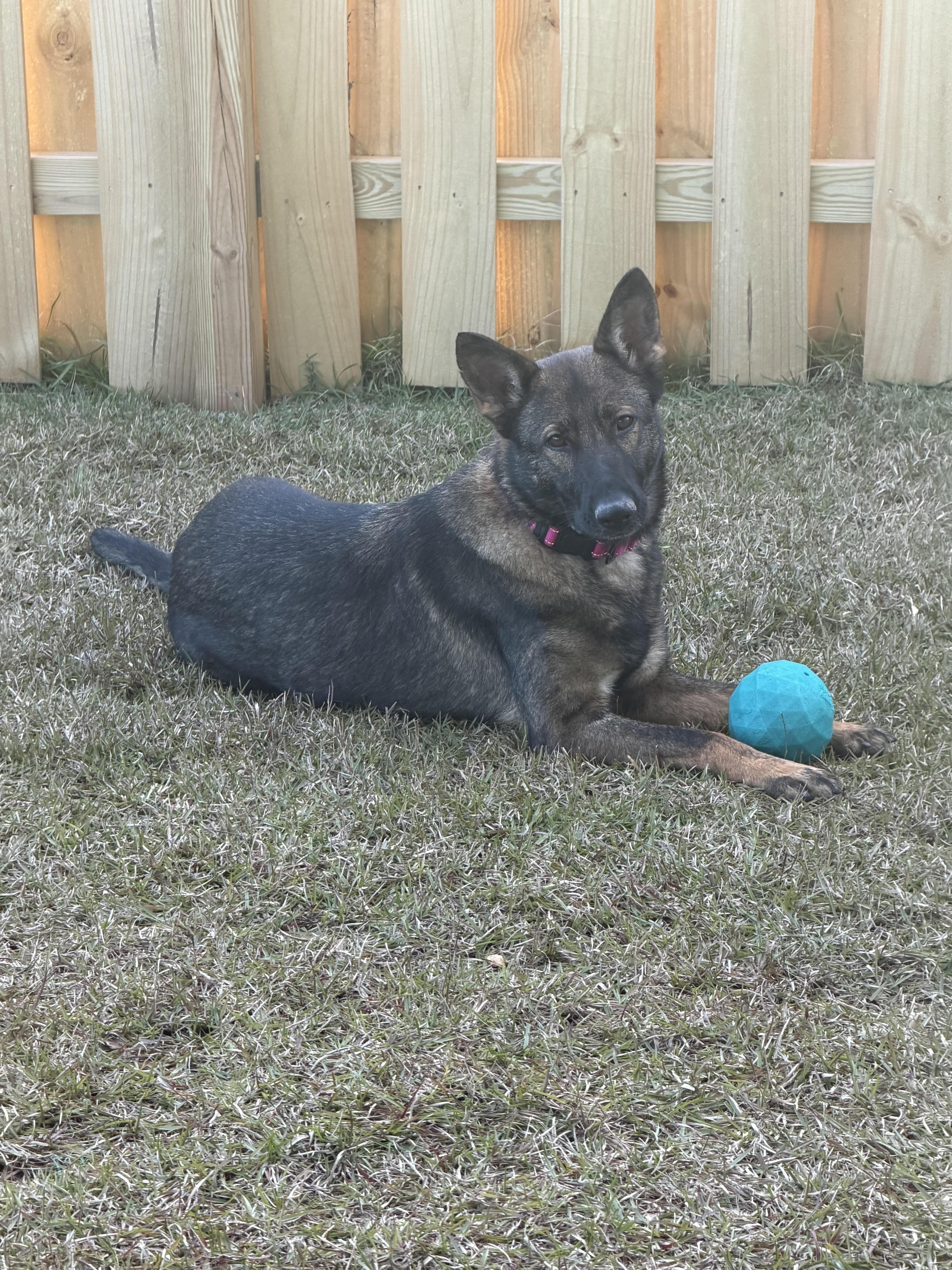 An adult medium-sized female German Shepherd Dog dog named Nova for adoption in New York, NY
