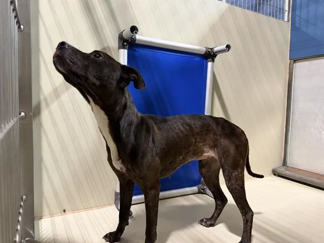A young medium-sized female Pit Bull Terrier dog named Gabby for adoption in Bakersfield, CA