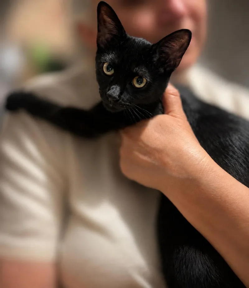 A baby small-sized male Black Domestic Short Hair cat named Max for adoption in New York, NY
