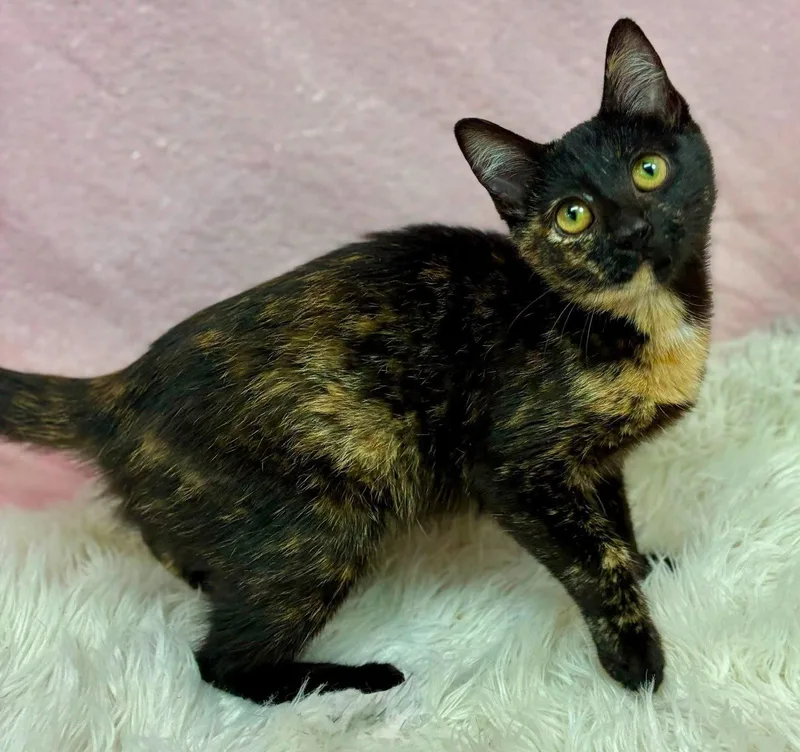 A young medium-sized female Domestic Short Hair cat named Wolfie for adoption in Clarkesville, GA