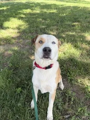 An adult large-sized male Yellow / Tan / Blond / Fawn Mixed Breed dog named Malcolm for adoption in Kansas City, MO