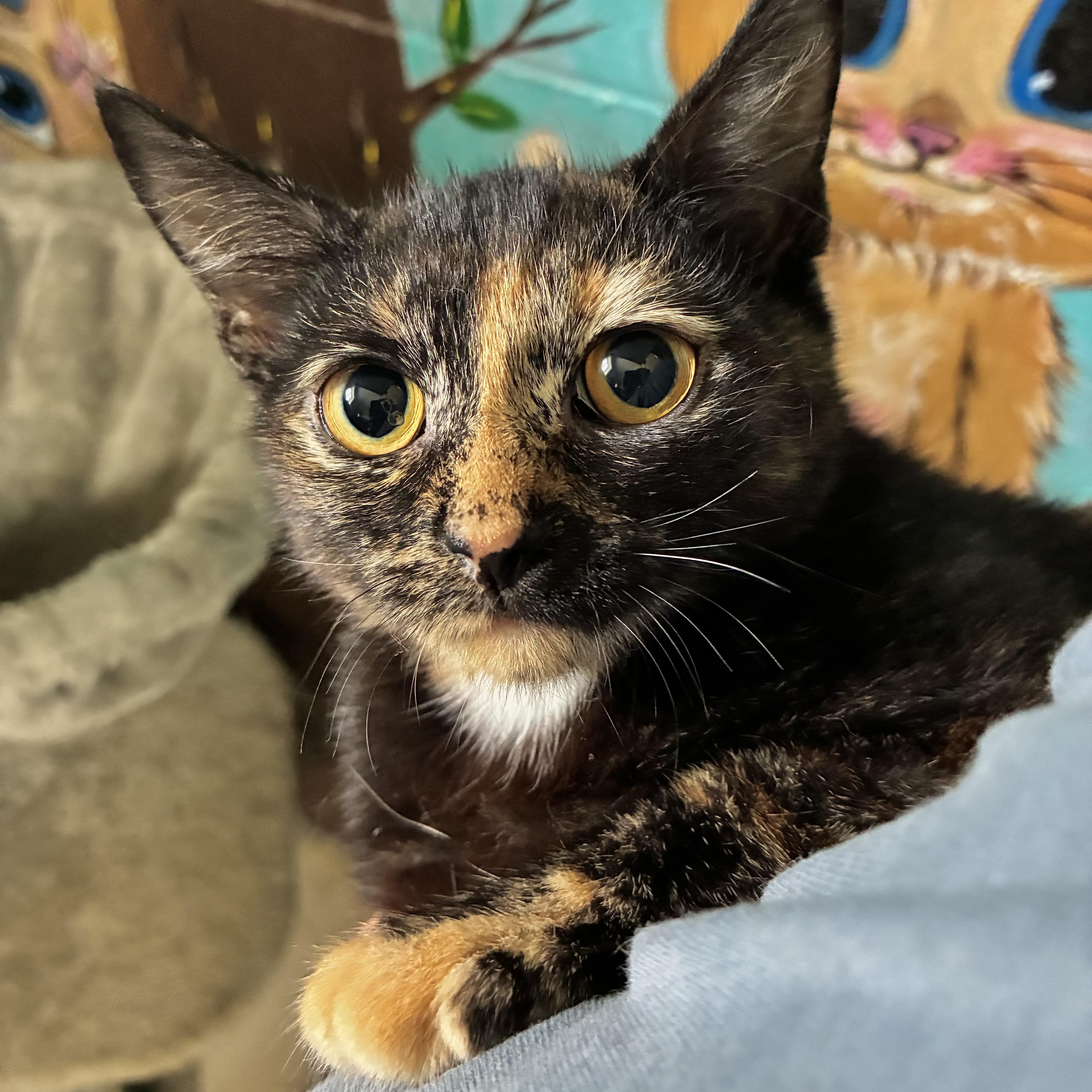 Lilu