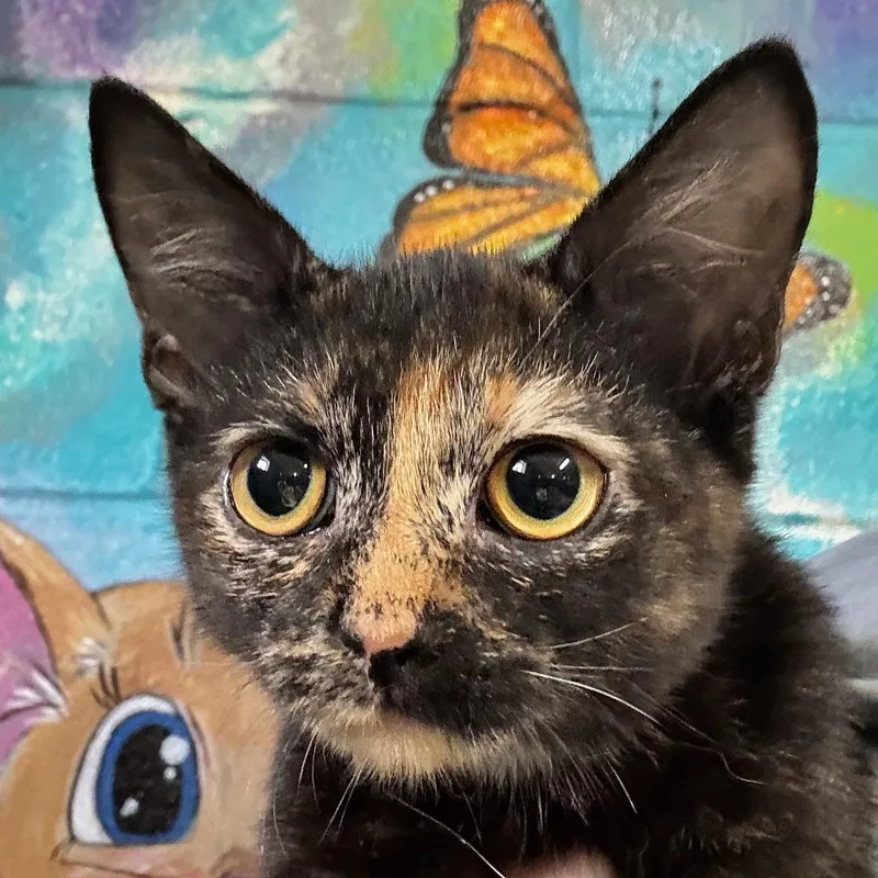 Lilu thumbnail 3