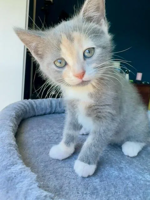 A baby small-sized female Domestic Short Hair cat named Zenon: Girl Of The for adoption in Bethel Park, PA