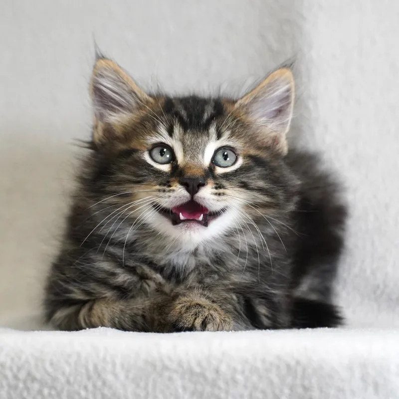 A baby small-sized male Domestic Medium Hair cat named Raven for adoption in Sunnyvale, CA