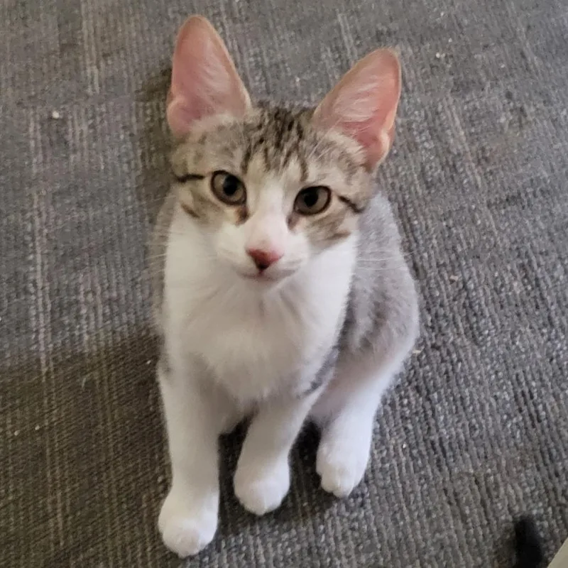 A baby small-sized male Brown / Chocolate Domestic Short Hair cat named Enzo for adoption in Galveston, TX