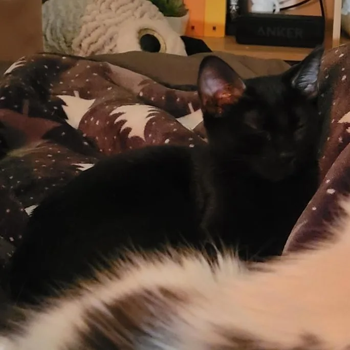 Fruit Bat thumbnail 2