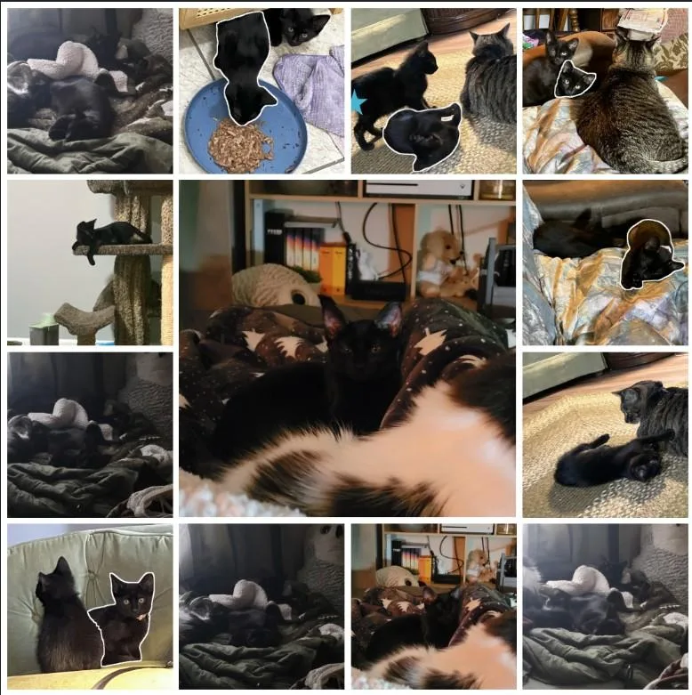 Fruit Bat thumbnail 3