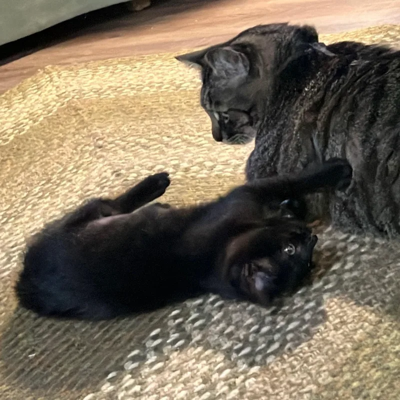 Fruit Bat thumbnail 4