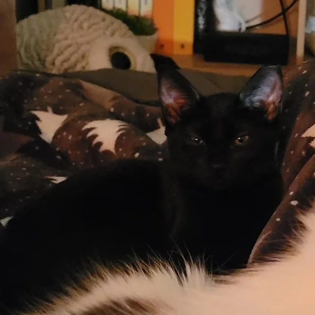 Fruit Bat thumbnail 5