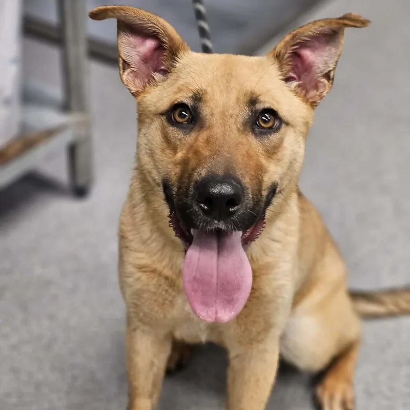 A young medium-sized female Yellow / Tan / Blond / Fawn Shepherd dog named Sonic for adoption in Martinsville, VA