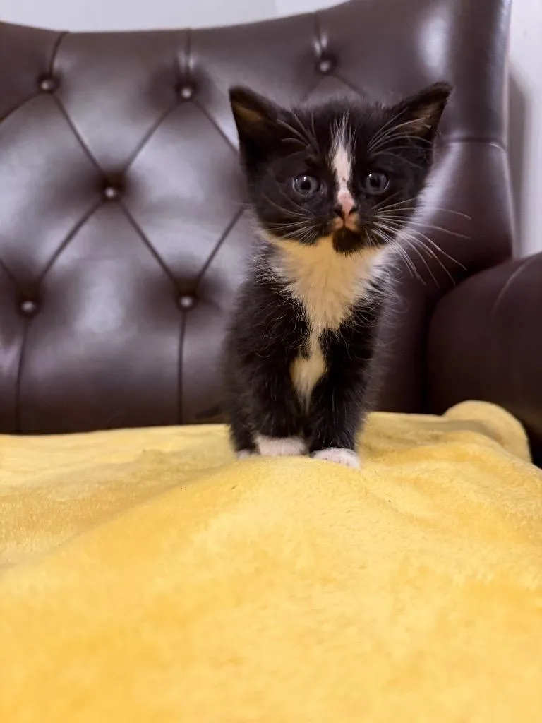 A baby medium-sized female Domestic Short Hair cat named Liza for adoption in Murray, KY