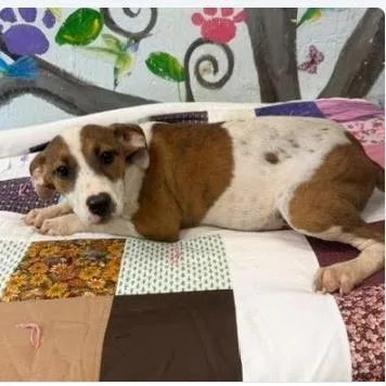 A baby medium-sized female Mixed Breed dog named Isa for adoption in West Chester, PA