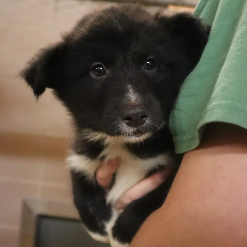 Luca
