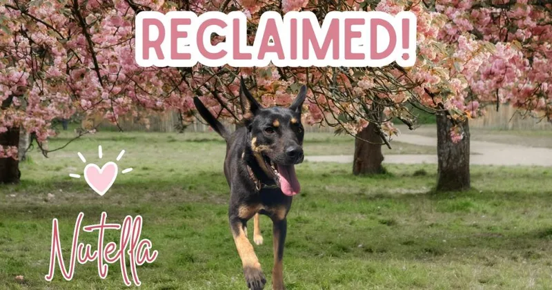 An adult medium-sized female Shepherd dog named Nutella "koza for adoption in Athens, AL