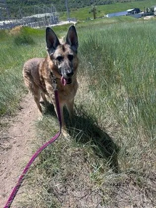 A senior large-sized female German Shepherd Dog dog named Neera for adoption in Steamboat Springs, CO