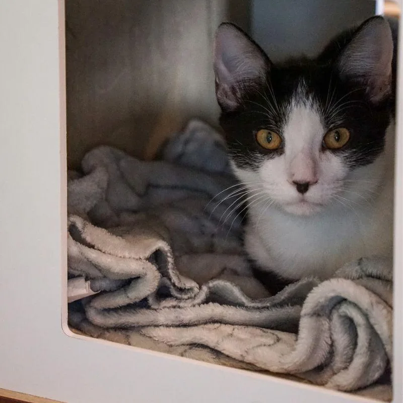 A young medium-sized male Domestic Short Hair cat named Jam for adoption in Jackson, WY
