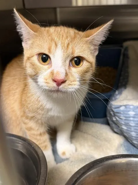 A baby small-sized female Domestic Short Hair cat named Lucy for adoption in Lees Summit, MO